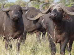Manada de búfalos mata uma pessoa e fere duas em Magude